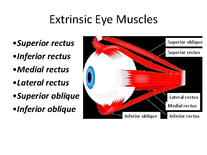 Extrinsic Eye Muscles • Superior rectus • Inferior rectus • Medial rectus • Lateral