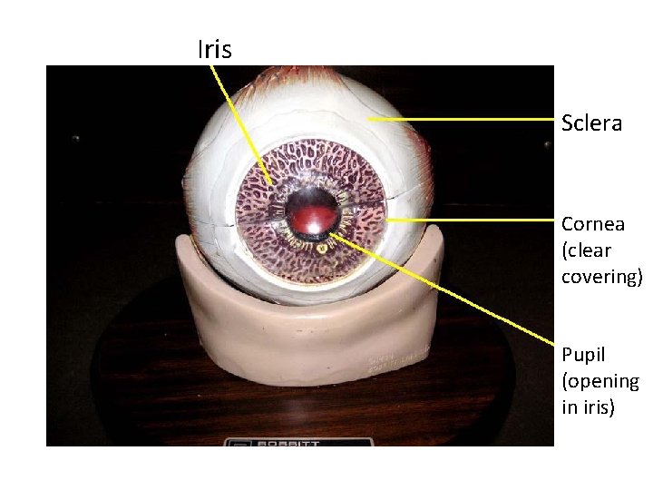 Iris Sclera Cornea (clear covering) Pupil (opening in iris) 