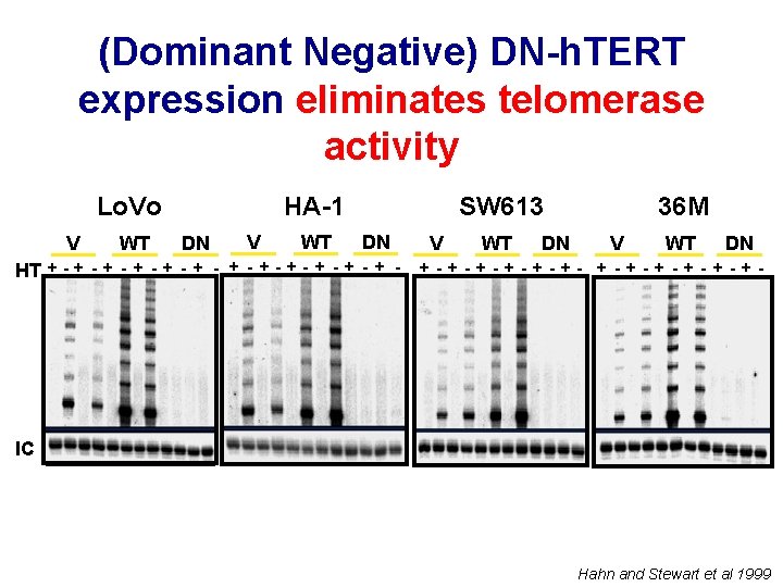 (Dominant Negative) DN-h. TERT expression eliminates telomerase activity Lo. Vo V WT HA-1 DN