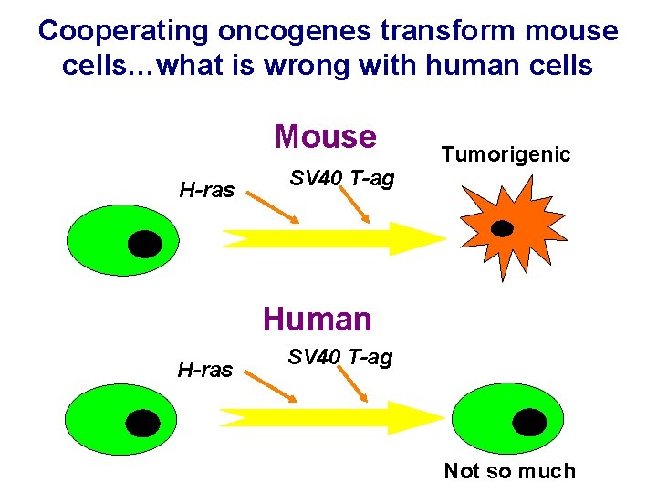 Cooperating oncogenes transform mouse cells…what is wrong with human cells Mouse H-ras SV 40