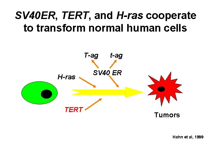 SV 40 ER, TERT, and H-ras cooperate to transform normal human cells T-ag H-ras
