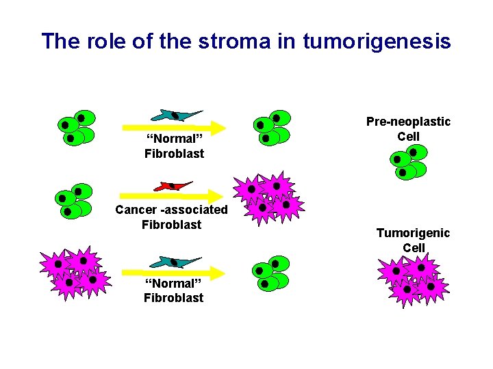 The role of the stroma in tumorigenesis “Normal” Fibroblast Cancer -associated Fibroblast “Normal” Fibroblast