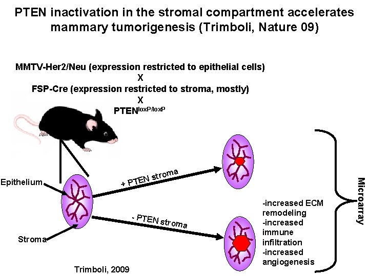 PTEN inactivation in the stromal compartment accelerates mammary tumorigenesis (Trimboli, Nature 09) MMTV-Her 2/Neu