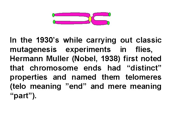 In the 1930’s while carrying out classic mutagenesis experiments in flies, Hermann Muller (Nobel,
