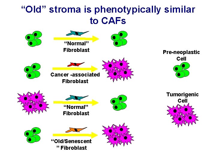 “Old” stroma is phenotypically similar to CAFs “Normal” Fibroblast Pre-neoplastic Cell Cancer -associated Fibroblast