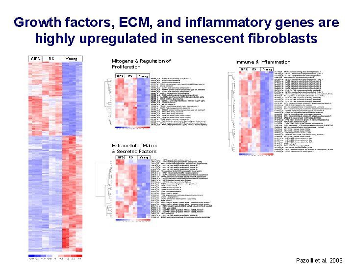 Growth factors, ECM, and inflammatory genes are highly upregulated in senescent fibroblasts SIPS RS