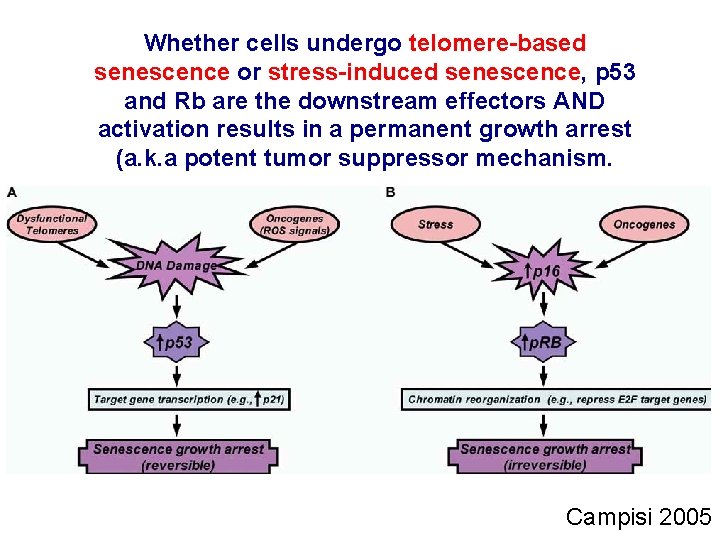 Whether cells undergo telomere-based senescence or stress-induced senescence, p 53 and Rb are the