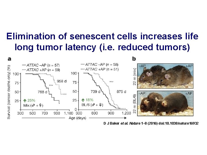 Elimination of senescent cells increases life long tumor latency (i. e. reduced tumors) D