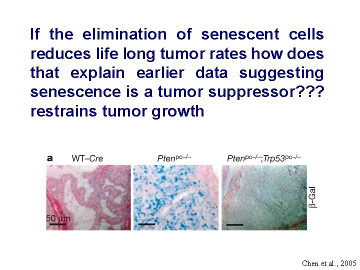 If the elimination of senescent cells reduces life long tumor rates how does that