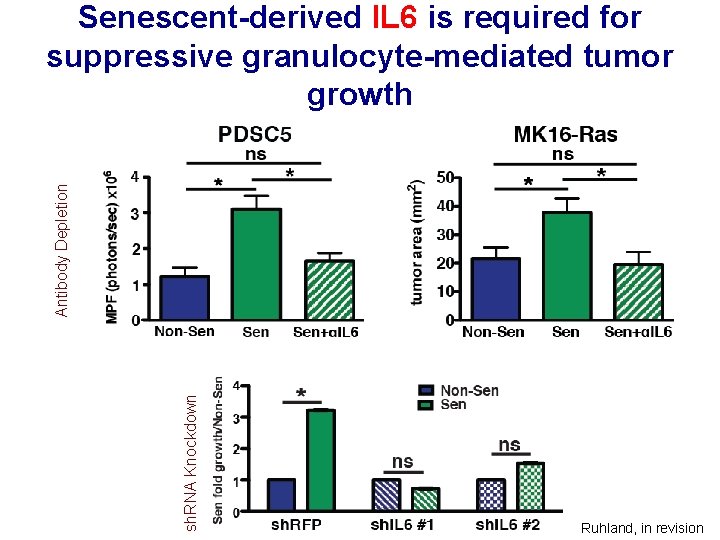 sh. RNA Knockdown Antibody Depletion Senescent-derived IL 6 is required for suppressive granulocyte-mediated tumor