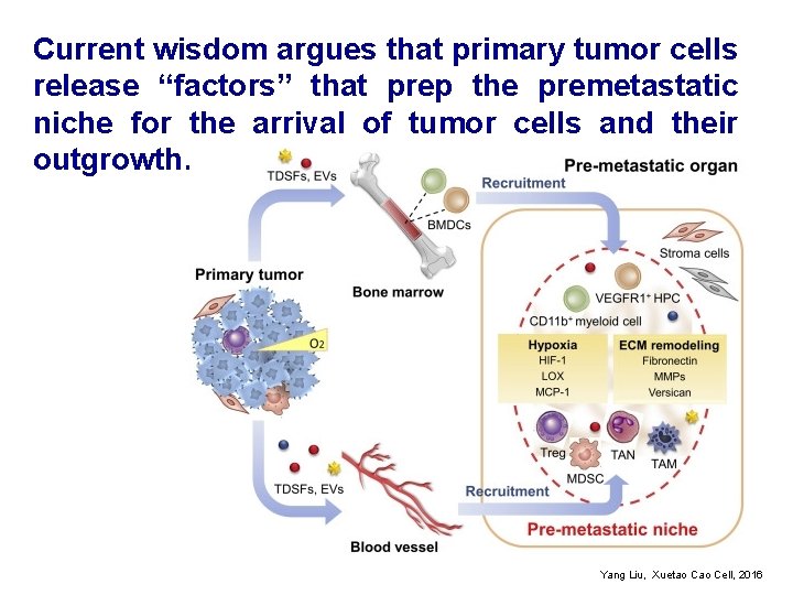 Current wisdom argues that primary tumor cells release “factors” that prep the premetastatic niche