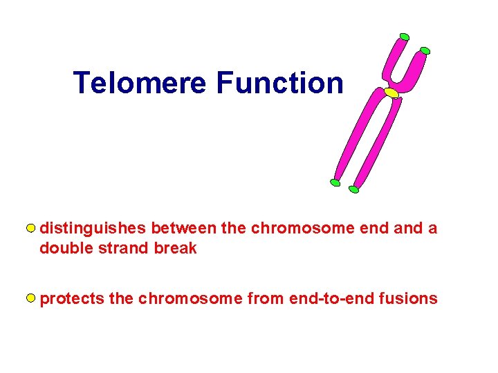 Telomere Function distinguishes between the chromosome end a double strand break protects the chromosome