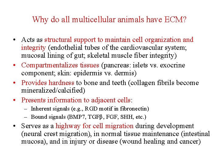 Why do all multicellular animals have ECM? • Acts as structural support to maintain