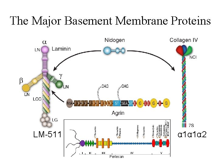 The Major Basement Membrane Proteins LM-511 α 1α 1α 2 Perlecan 