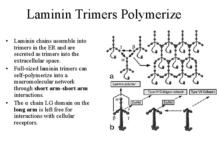 Laminin Trimers Polymerize • Laminin chains assemble into trimers in the ER and are