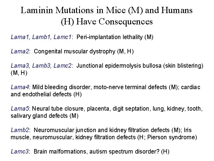 Laminin Mutations in Mice (M) and Humans (H) Have Consequences Lama 1, Lamb 1,