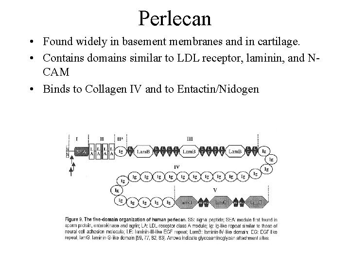 Perlecan • Found widely in basement membranes and in cartilage. • Contains domains similar