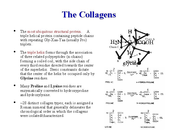 The Collagens • The most ubiquitous structural protein. A triple helical protein containing peptide