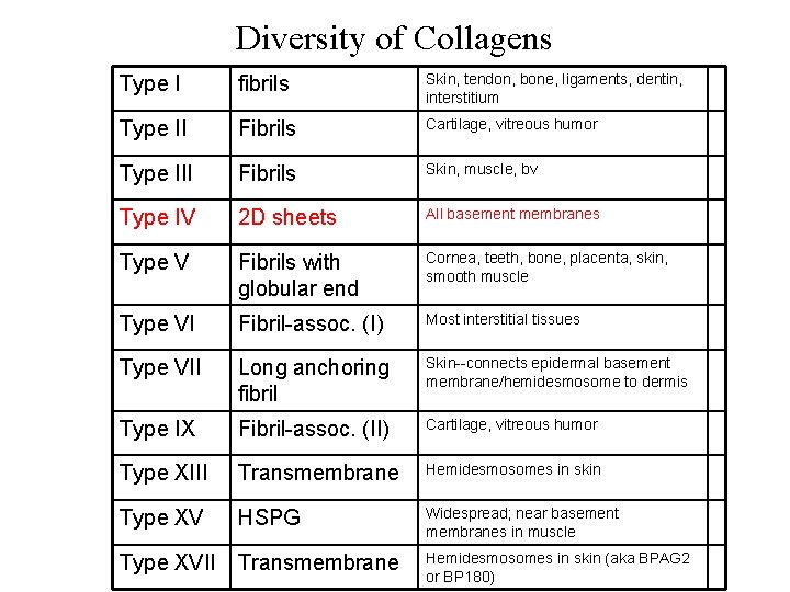 Diversity of Collagens Type I fibrils Skin, tendon, bone, ligaments, dentin, interstitium Type II