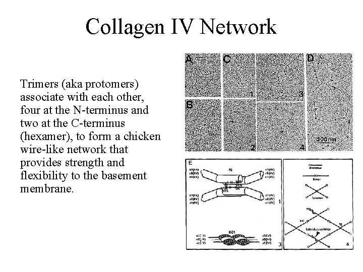 Collagen IV Network Trimers (aka protomers) associate with each other, four at the N-terminus