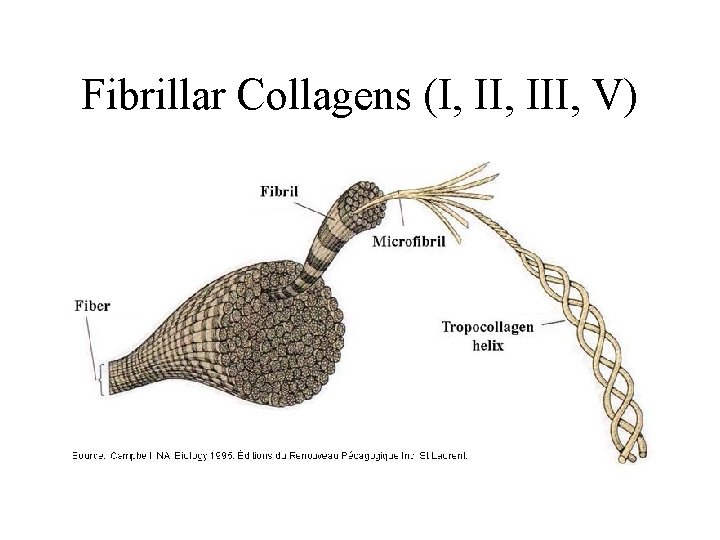 Fibrillar Collagens (I, III, V) 