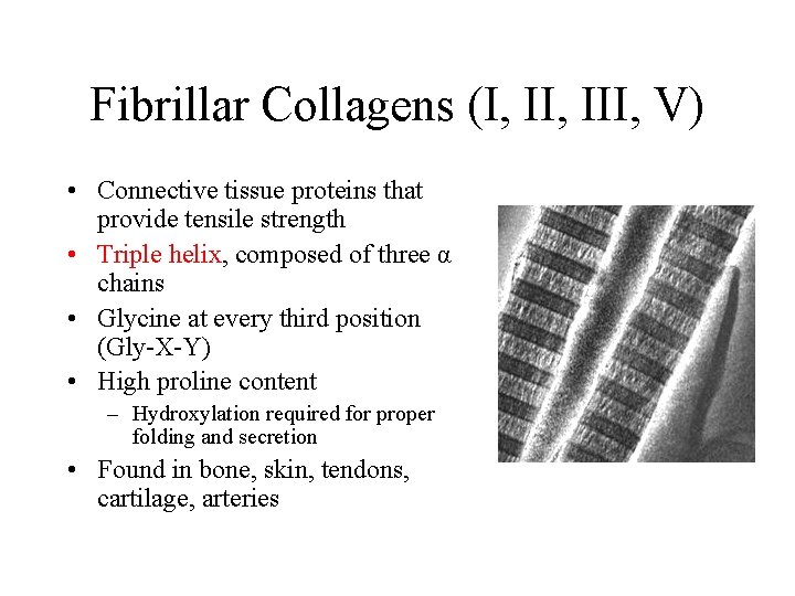 Fibrillar Collagens (I, III, V) • Connective tissue proteins that provide tensile strength •