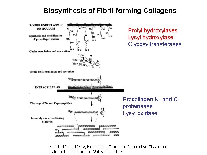 Biosynthesis of Fibril-forming Collagens Prolyl hydroxylases Lysyl hydroxylase Glycosyltransferases Procollagen N- and Cproteinases Lysyl