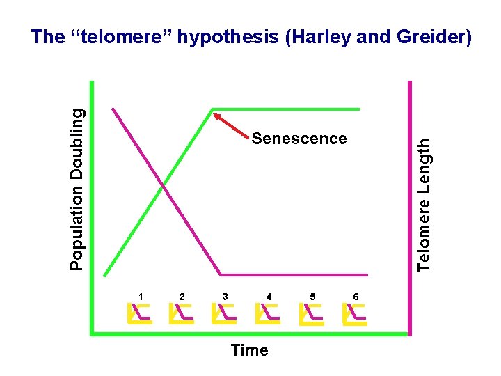 Population Doubling The “telomere” hypothesis (Harley and Greider) 1 2 3 4 Time 5