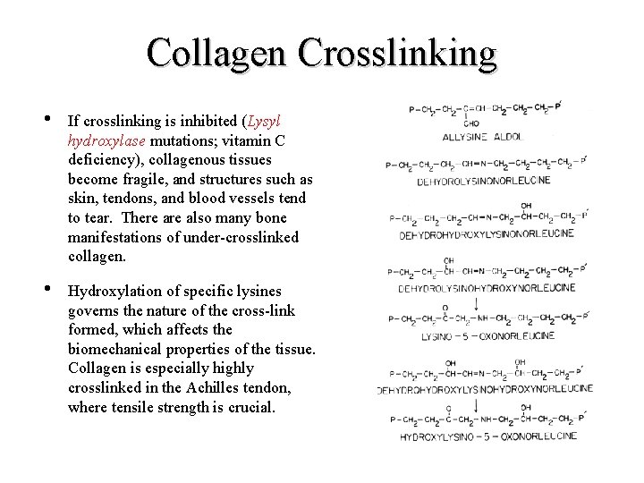 Collagen Crosslinking • If crosslinking is inhibited (Lysyl hydroxylase mutations; vitamin C deficiency), collagenous