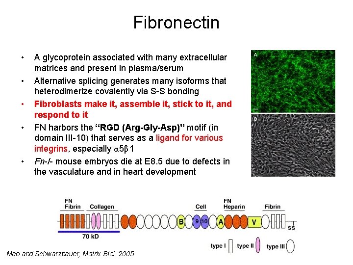 Fibronectin • • • A glycoprotein associated with many extracellular matrices and present in