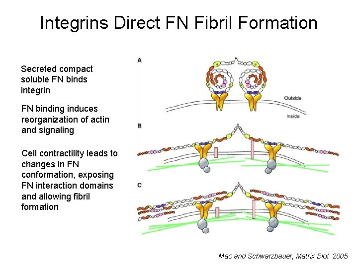 Integrins Direct FN Fibril Formation Secreted compact soluble FN binds integrin FN binding induces