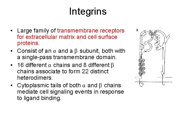 Integrins • Large family of transmembrane receptors for extracellular matrix and cell surface proteins.