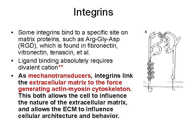 Integrins • Some integrins bind to a specific site on matrix proteins, such as