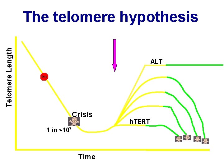 Telomere Length The telomere hypothesis ALT Stop Crisis 1 in ~107 Time h. TERT