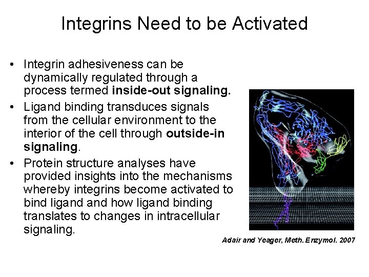Integrins Need to be Activated • Integrin adhesiveness can be dynamically regulated through a