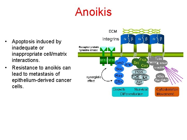 Anoikis • Apoptosis induced by inadequate or inappropriate cell/matrix interactions. • Resistance to anoikis