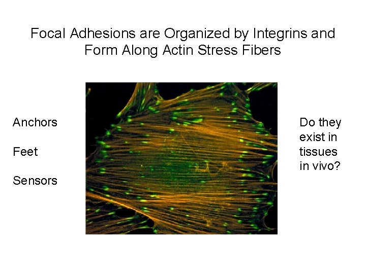 Focal Adhesions are Organized by Integrins and Form Along Actin Stress Fibers Anchors Feet