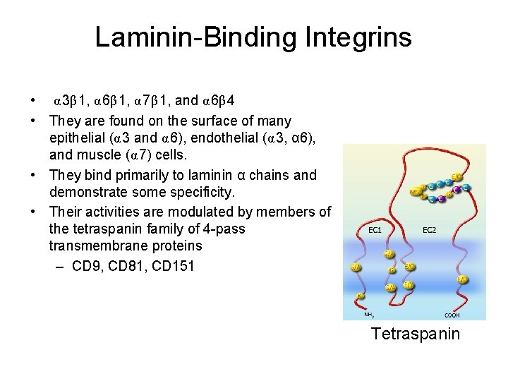 Laminin-Binding Integrins • α 3β 1, α 6β 1, α 7β 1, and α