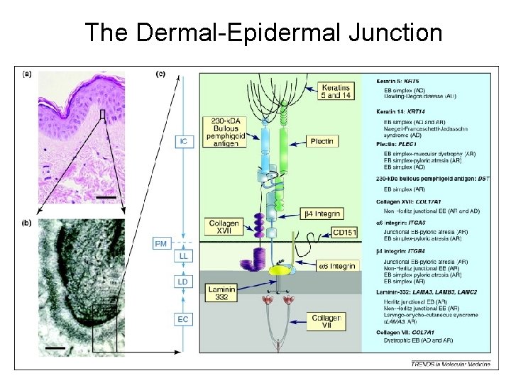 The Dermal-Epidermal Junction 