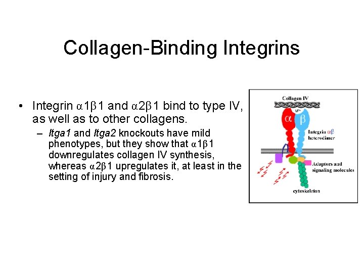 Collagen-Binding Integrins • Integrin α 1β 1 and α 2β 1 bind to type