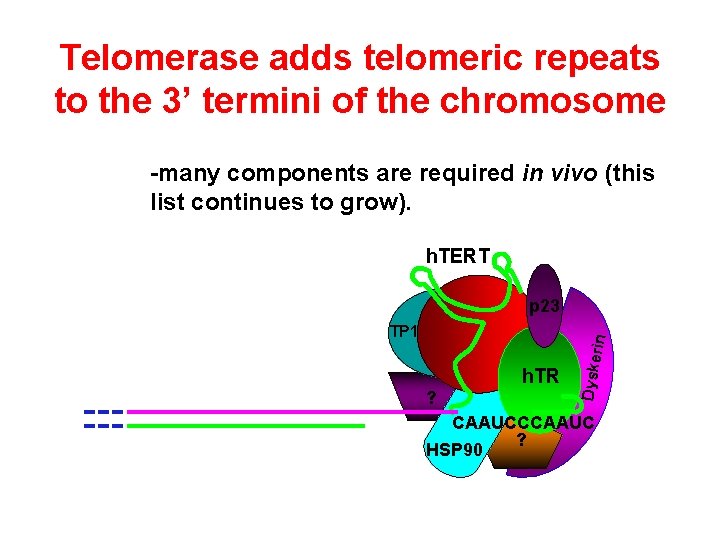 Telomerase adds telomeric repeats to the 3’ termini of the chromosome -many components are