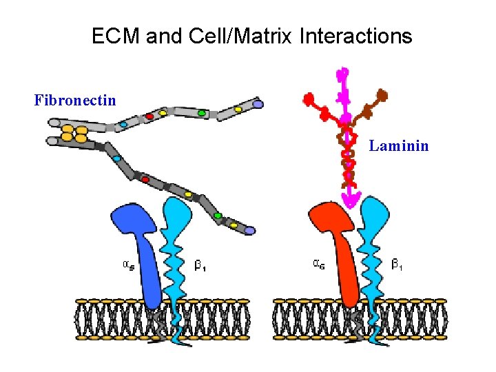 ECM and Cell/Matrix Interactions Fibronectin Laminin 