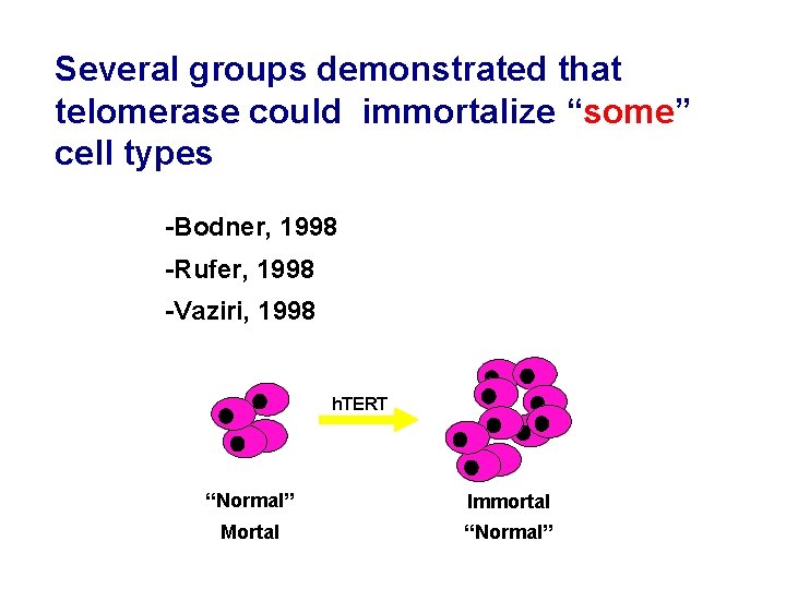 Several groups demonstrated that telomerase could immortalize “some” cell types -Bodner, 1998 -Rufer, 1998