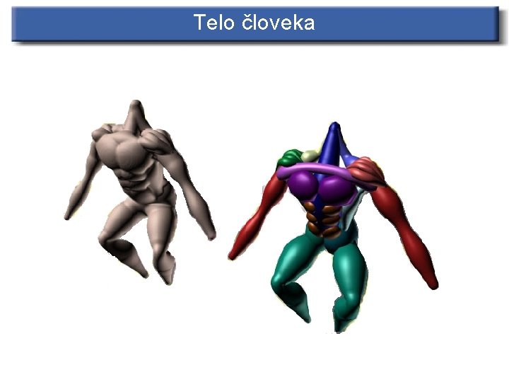 Telo človeka 