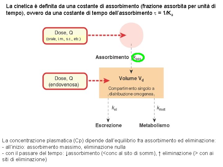 La cinetica è definita da una costante di assorbimento (frazione assorbita per unità di