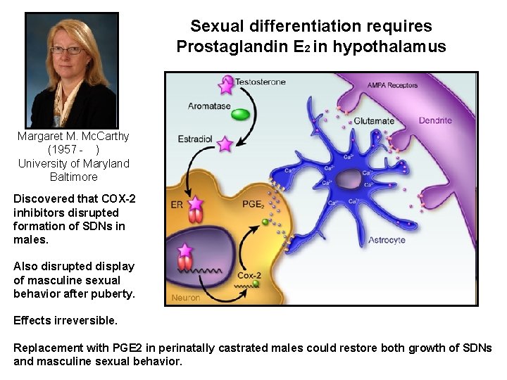 Sexual differentiation requires Prostaglandin E 2 in hypothalamus Margaret M. Mc. Carthy (1957 -