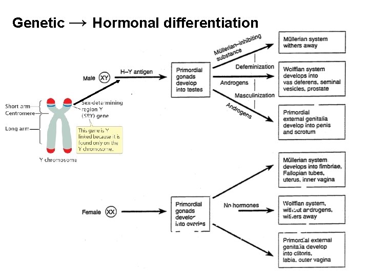 Genetic → Hormonal differentiation 