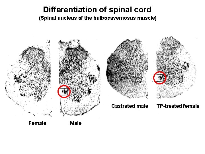 Differentiation of spinal cord (Spinal nucleus of the bulbocavernosus muscle) Castrated male Female Male