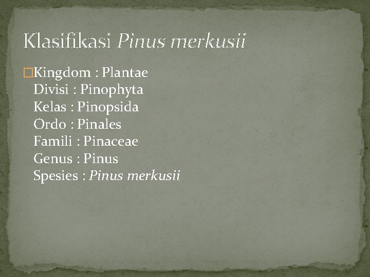 Klasifikasi Pinus merkusii �Kingdom : Plantae Divisi : Pinophyta Kelas : Pinopsida Ordo :