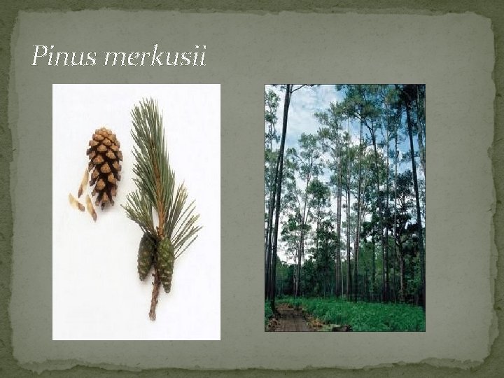 Pinus merkusii 